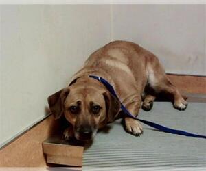 Mutt Dogs for adoption in Martinez, CA, USA