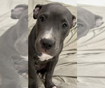 Small Photo #2 American Pit Bull Terrier Puppy For Sale in SNOHOMISH, WA, USA
