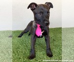 Small #2 American Staffordshire Terrier Mix