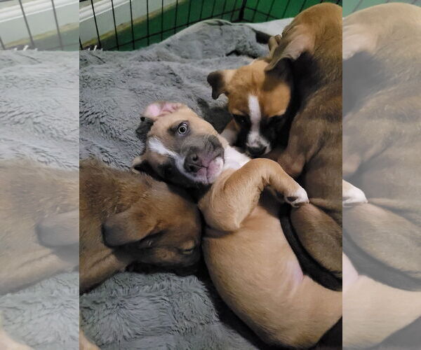 Medium Photo #2 Mutt Puppy For Sale in Sequim, WA, USA