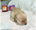 Small Photo #164 Labrador Retriever Puppy For Sale in HIGH POINT, NC, USA