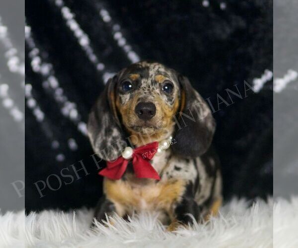 Medium Photo #3 Dachshund Puppy For Sale in WARSAW, IN, USA