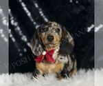 Small #2 Dachshund