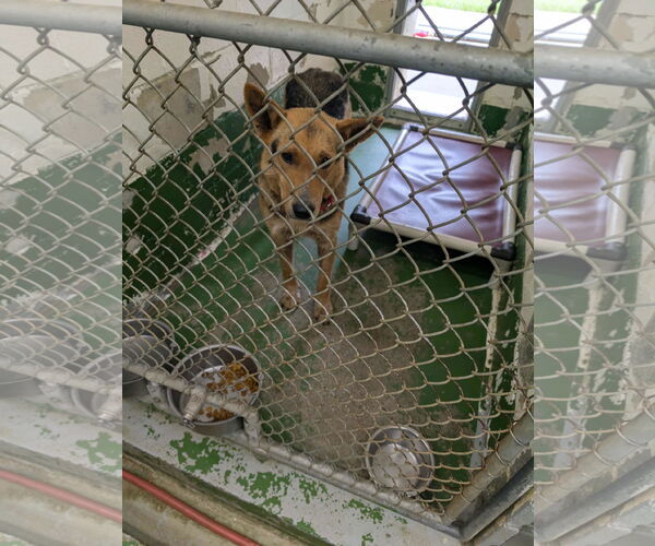 Medium Photo #2 German Shepherd Dog-Unknown Mix Puppy For Sale in Rustburg, VA, USA