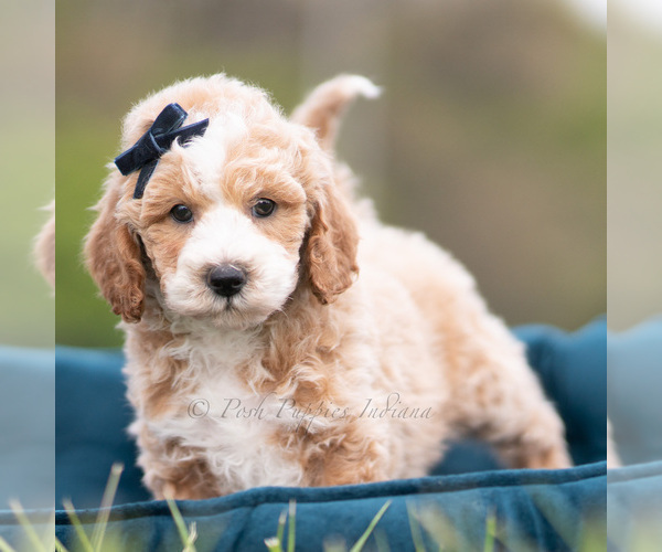 Medium Photo #112 Maltipoo (Miniature) Puppy For Sale in WARSAW, IN, USA