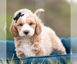 Puppy Benji F1 Maltipoo (Miniature)