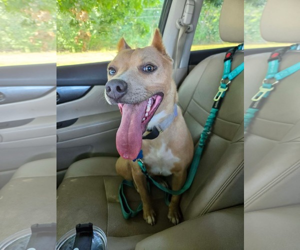 Medium Photo #2 Mutt Puppy For Sale in Rustburg, VA, USA