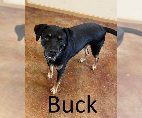 Medium Photo #4 Black Mouth Cur-Rottweiler Mix Puppy For Sale in Mountain View, AR, USA