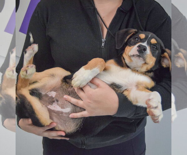 Medium Photo #4 Border Collie-Unknown Mix Puppy For Sale in Huntley, IL, USA
