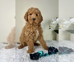 Small #3 Goldendoodle