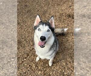 Siberian Husky Dogs for adoption in London, Ontario, Canada