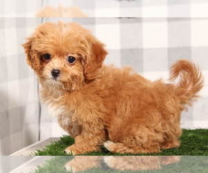 ShihPoo Puppy for sale in MARIETTA, GA, USA