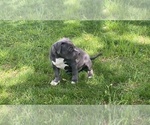 Small Photo #14 American Bully Puppy For Sale in OVERLAND, KS, USA