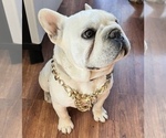 Small Photo #1 French Bulldog Puppy For Sale in PACIFIC PALISADES, CA, USA