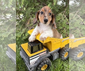 Dachshund Puppy for sale in MIDDLEBURY, IN, USA