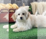 Small #2 Havanese