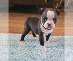 Puppy 8 Boston Terrier