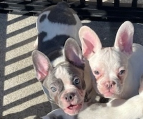 Medium Photo #8 French Bulldog Puppy For Sale in ANTIOCH, CA, USA