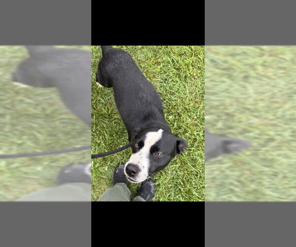 Medium Photo #1 Border Collie-Unknown Mix Puppy For Sale in Palmetto, FL, USA