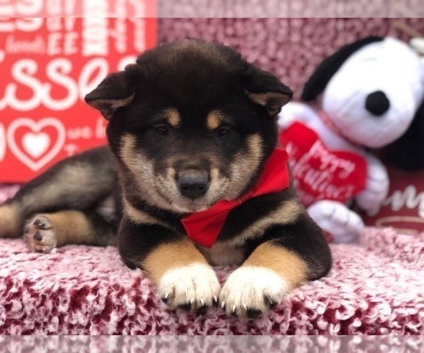 Medium Photo #1 Shiba Inu Puppy For Sale in CLAY, PA, USA