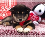 Small Photo #1 Shiba Inu Puppy For Sale in CLAY, PA, USA