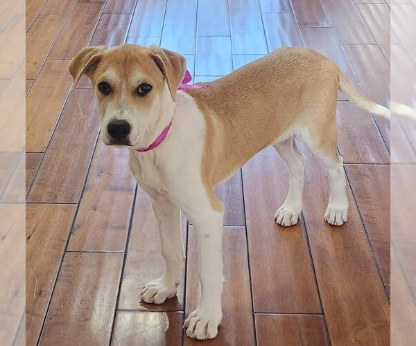 Medium Photo #1 Great Dane-Unknown Mix Puppy For Sale in San Diego, CA, USA