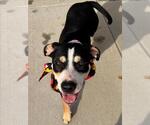 SALLY - Female Mutt Dog for Adoption - Small photo