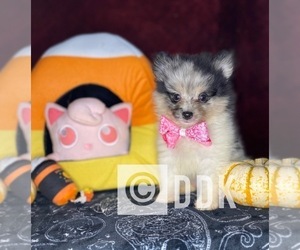 Pomeranian Puppy for sale in HI VISTA, CA, USA