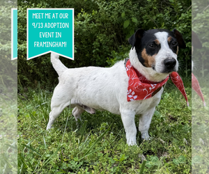 Mutt Dogs for adoption in Boston, MA, USA