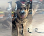 Small #4 German Shepherd Dog Mix
