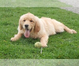Golden Retriever Puppy for sale in FREDERICKSBG, OH, USA