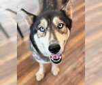 Small Siberian Husky