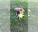 Small #1 Mutt