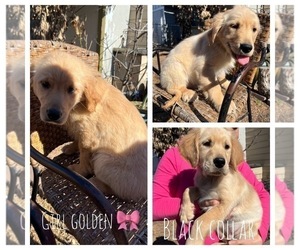 Golden Retriever Puppy for sale in PASADENA, TX, USA