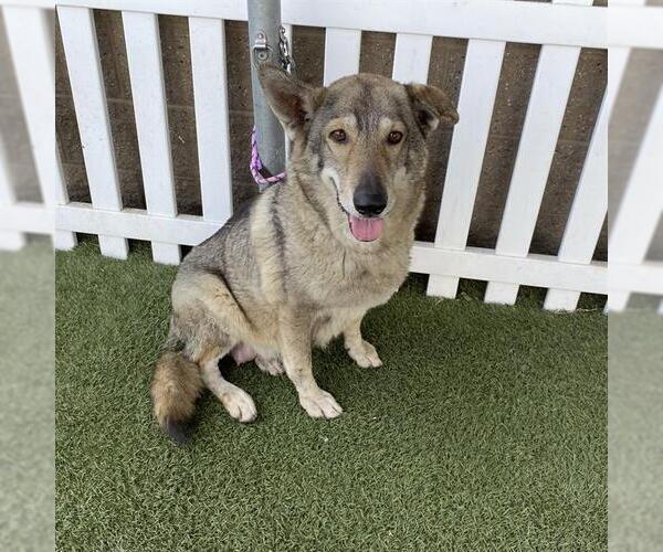 Medium Photo #1 German Shepherd Dog-Siberian Husky Mix Puppy For Sale in Modesto, CA, USA