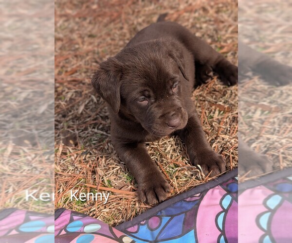 Medium Photo #6 Labrador Retriever Puppy For Sale in ERWIN, NC, USA