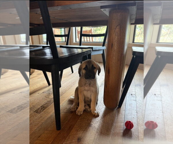 Medium Photo #4 Anatolian Pyrenees Puppy For Sale in Houston, TX, USA