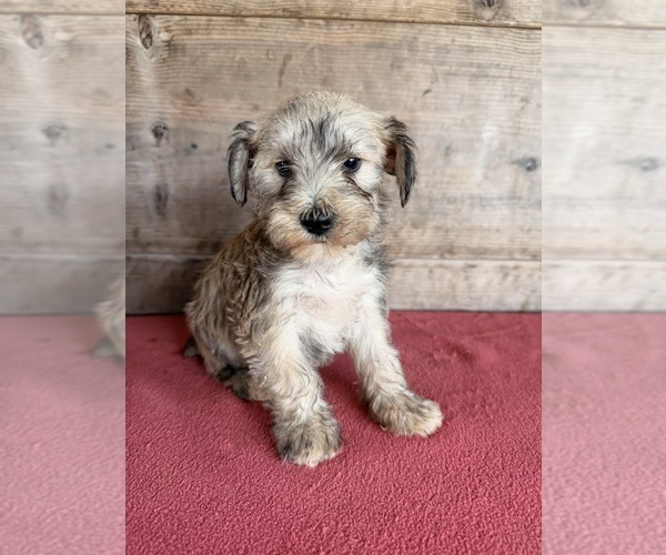 Medium Photo #26 Schnauzer (Miniature) Puppy For Sale in VERMONTVILLE, MI, USA