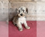 Litter of 8 - Male(s) and Female(s) Schnauzer (Miniature)Litter of Puppies for Sale - Photo #26