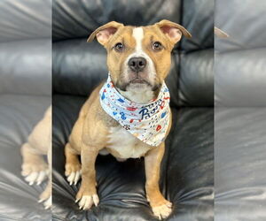 American Pit Bull Terrier-Unknown Mix Dogs for adoption in Spring Lake, NJ, USA