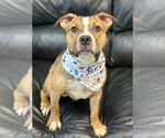 Small American Pit Bull Terrier Mix