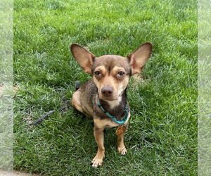 Chiweenie Dogs for adoption in Colorado Springs, CO, USA