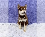 Small #5 Siberian Husky