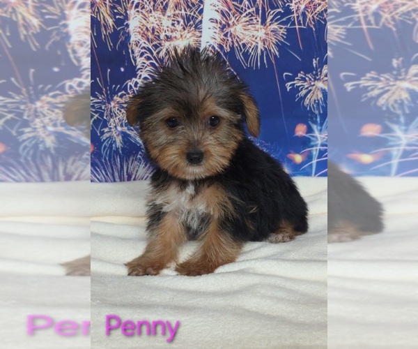 Medium Photo #2 Yorkshire Terrier Puppy For Sale in AZLE, TX, USA