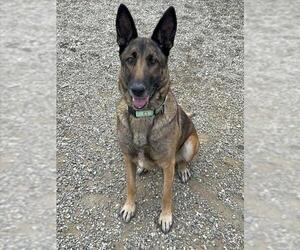 German Shepherd Dog Dogs for adoption in Santa Barbara, CA, USA