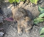 Small #4 Shih Tzu