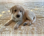 Puppy 2 Bordoodle