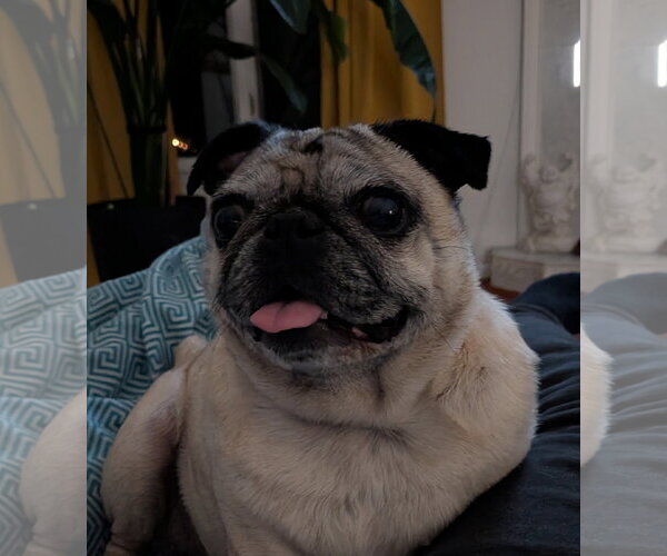 Medium Photo #4 Pug Puppy For Sale in Indianapolis, IN, USA
