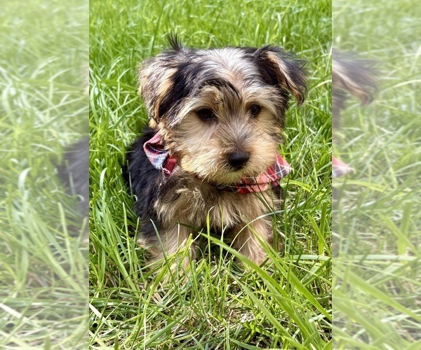 Medium Photo #3 Yorkshire Terrier Puppy For Sale in FAIR HAVEN, MI, USA