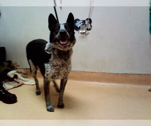 Mutt Dogs for adoption in Martinez, CA, USA